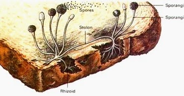  Klasifikasi Jamur  Fungi Zygomycota Ascomycota 