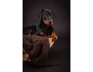 The Doberman dog breed has been a subject of controversy for many years due to the practice of cropping their ears. Ear cropping is a surgical procedure that involves removing a portion of the dog's ear to make it stand upright.