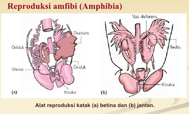 Sistem Reproduksi  Hewan  Vertebrata  Ikan Amfibi Reptil 