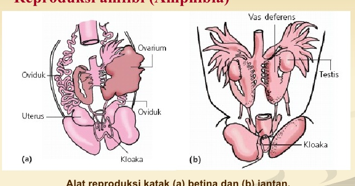 Sistem Reproduksi  Hewan  Vertebrata  Ikan Amfibi Reptil 