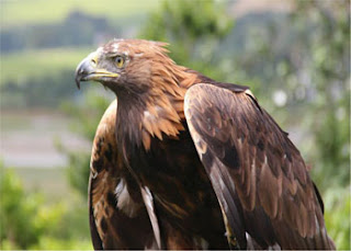 burung yang mengerikan