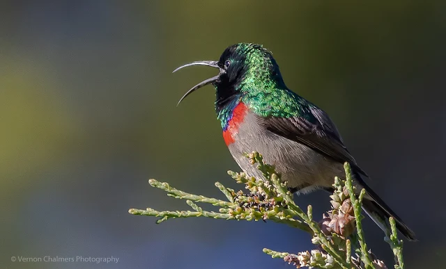 Southern Double-Collared Sunbird Singing Kirstenbosch Photographer Vernon Chalmers