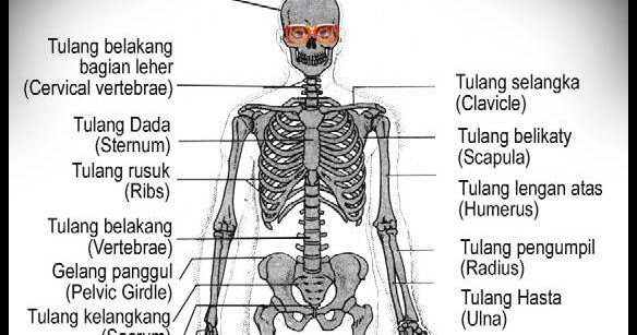 Around Me Bagian bagian Rangka  Manusia  beserta nama latinnya