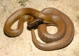 Fierce Snake or Inland Taipan