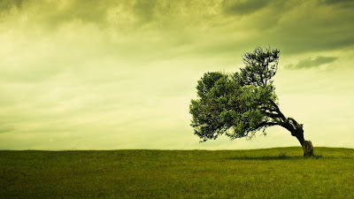 HD Tree Wallpapers