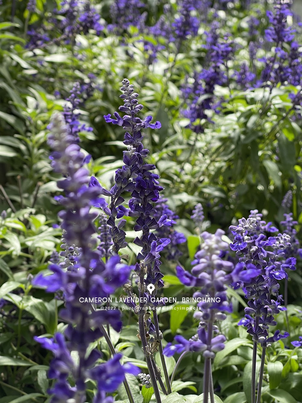cameron lavender garden