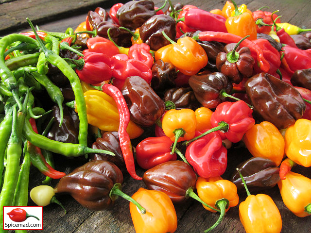 Chilli Harvest - 28th September 2022