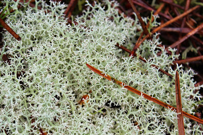 Open Rendiermos - - Cladonia portentosa