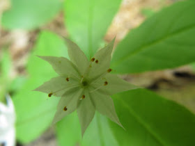 star flower