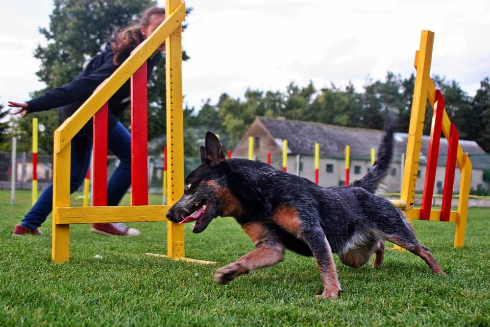  Movie with shadow on agility training