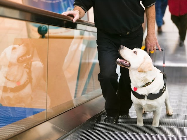 Heróis de Quatro Patas: Celebre o Dia Internacional do Cão Guia em Grande Estilo - 27 de abril. Uma Homenagem aos Incríveis Companheiros que Iluminam Vidas!