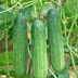 Kheera