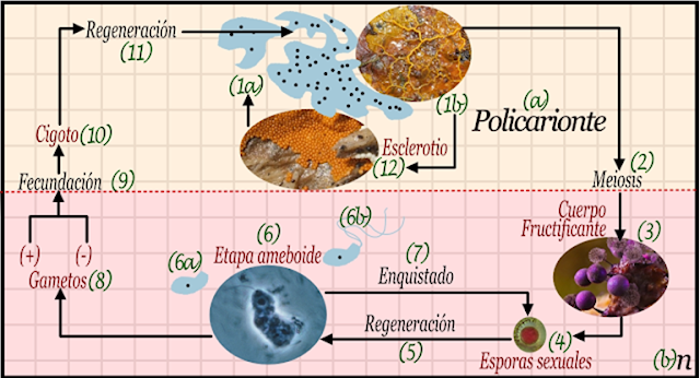 Ciclo de vida de los mixomicetos.