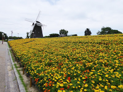 花博記念公園鶴見緑地　風車とマリーゴルドの大花壇
