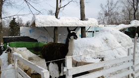 北海道 札幌 ノースサファリサッポロ リャマ