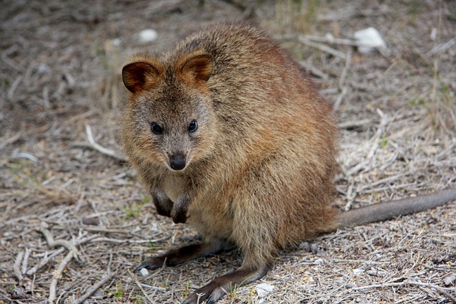 Quokka facts and information