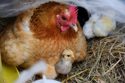 Peluang Bisnis Usaha Ternak Ayam Kampung dengan Analisa Lengkap Peluang Bisnis Usaha Ternak Ayam Kampung dengan Analisa Lengkap