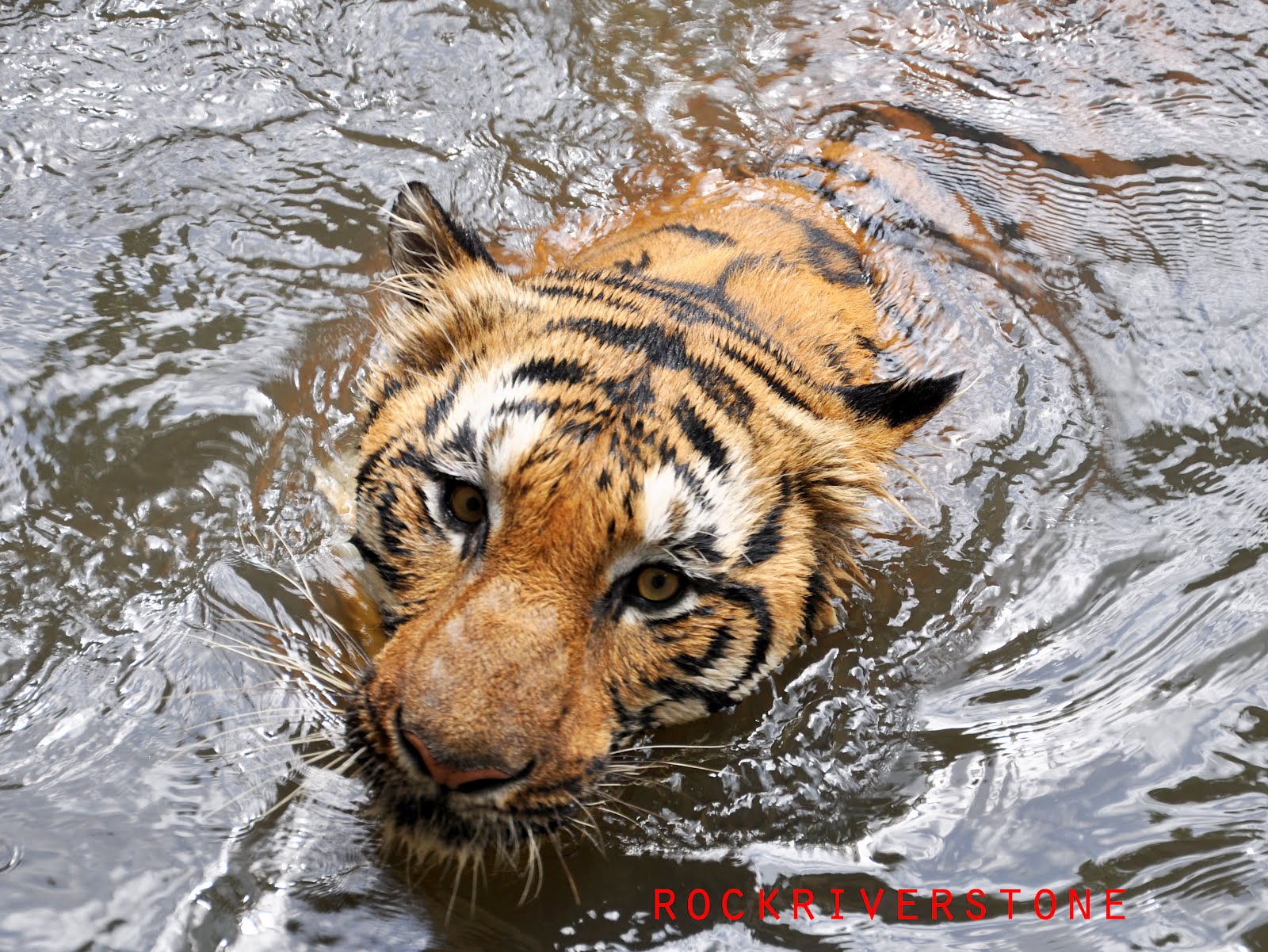 rockriverstone Malayan Tiger Harimau Belang 