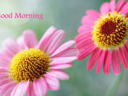 111 Good morning flowers images free download wallpapers with quotes pics