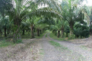 Koleksi Foto Pohon Kelapa Sawit