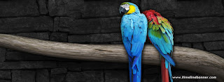 Pair of Parrots Facebook Timeline Cover