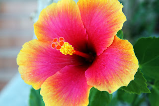 hibiscus photo