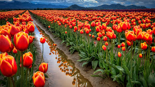 Field of Tulips Near Hills