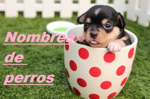 Nombres de perros femeninos: - Los mejores nombres para los cachorros