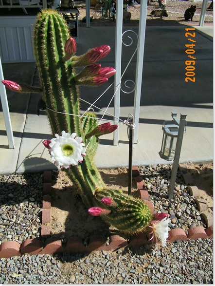 Jack and Maggie Mitchell's Argentine Giant trichocereus 
