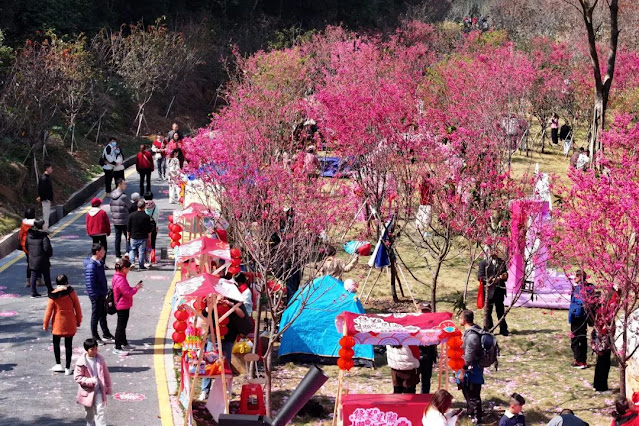 日本にも桜がありますが、中国の肇慶にも桜があります。 桜+漢服も独特の味わい
