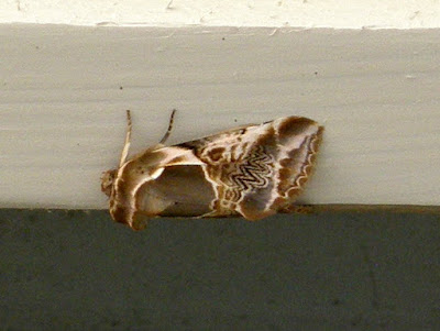 common carpet beetle. dresses 2011 hot Common Carpet