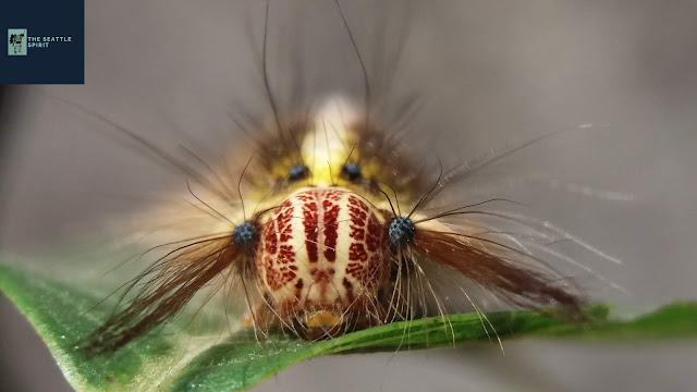 Trabala pallida, pigtail caterpillar