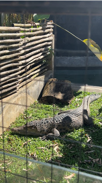 lembang park and zoo kebun binatang bandung reptil buaya