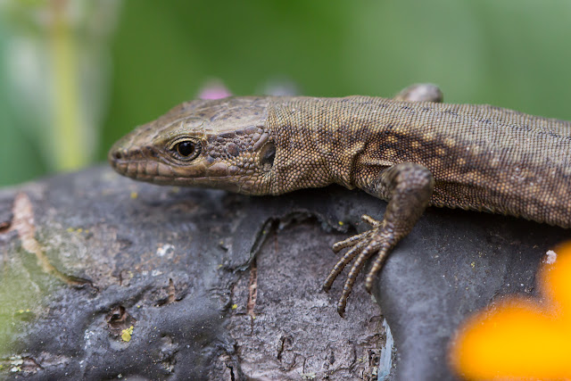 Lézard sur branchede pommier