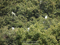 Grey herons at top of trees in heronry Tokushima Central Park, Japan - by Denise Motard