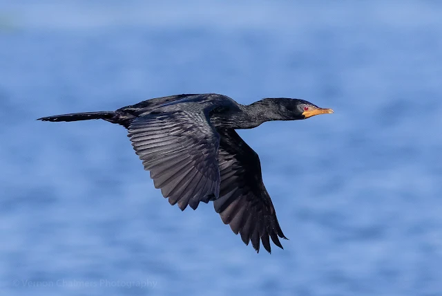 Reed cormorant in Flight : Woodbridge Island, Milnerton