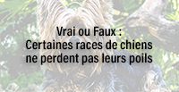  Vrai ou Faux : Certaines races de chiens ne perdent pas leurs poils