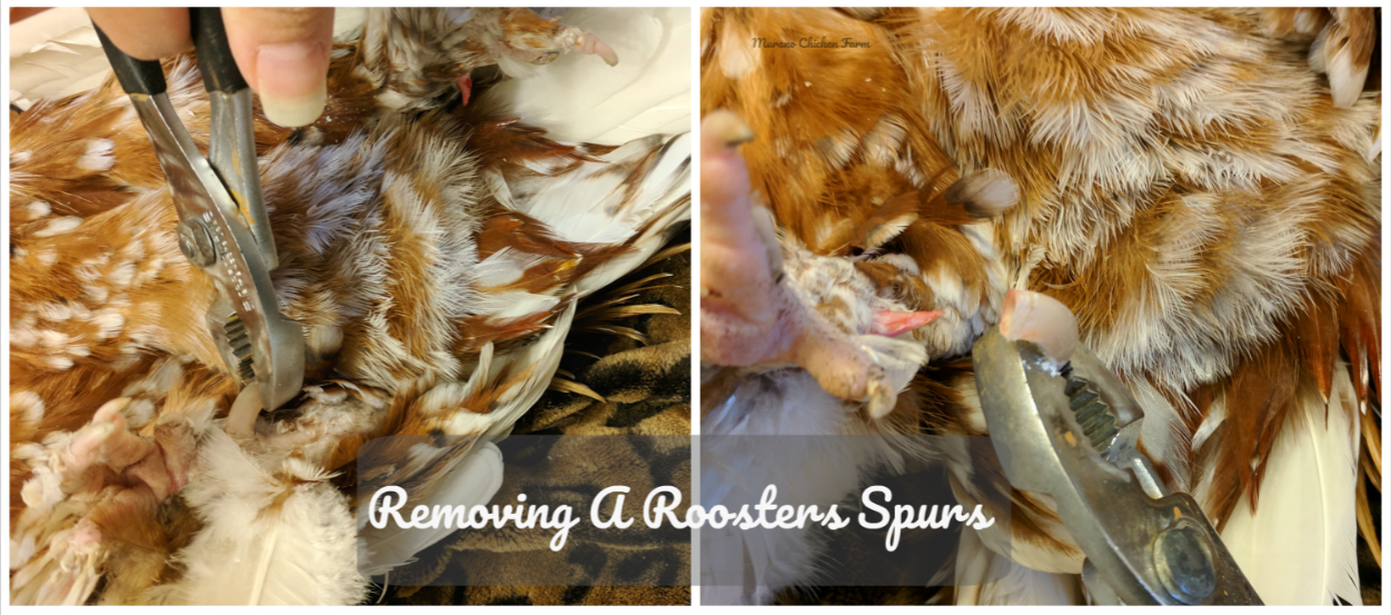 How to remove rooster spurs (the easy way) - Murano Chicken Farm