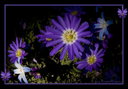pm_20110409_blues