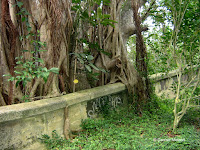 Old Pali Road reclaimed by Nature - Oahu, HI