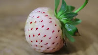 fruit around the world, strange fruit, strange fruit around the world, crazy fruit, crazy fruit around the world, PINE BERRY