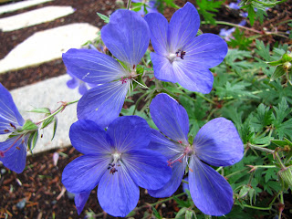 Cranesbill