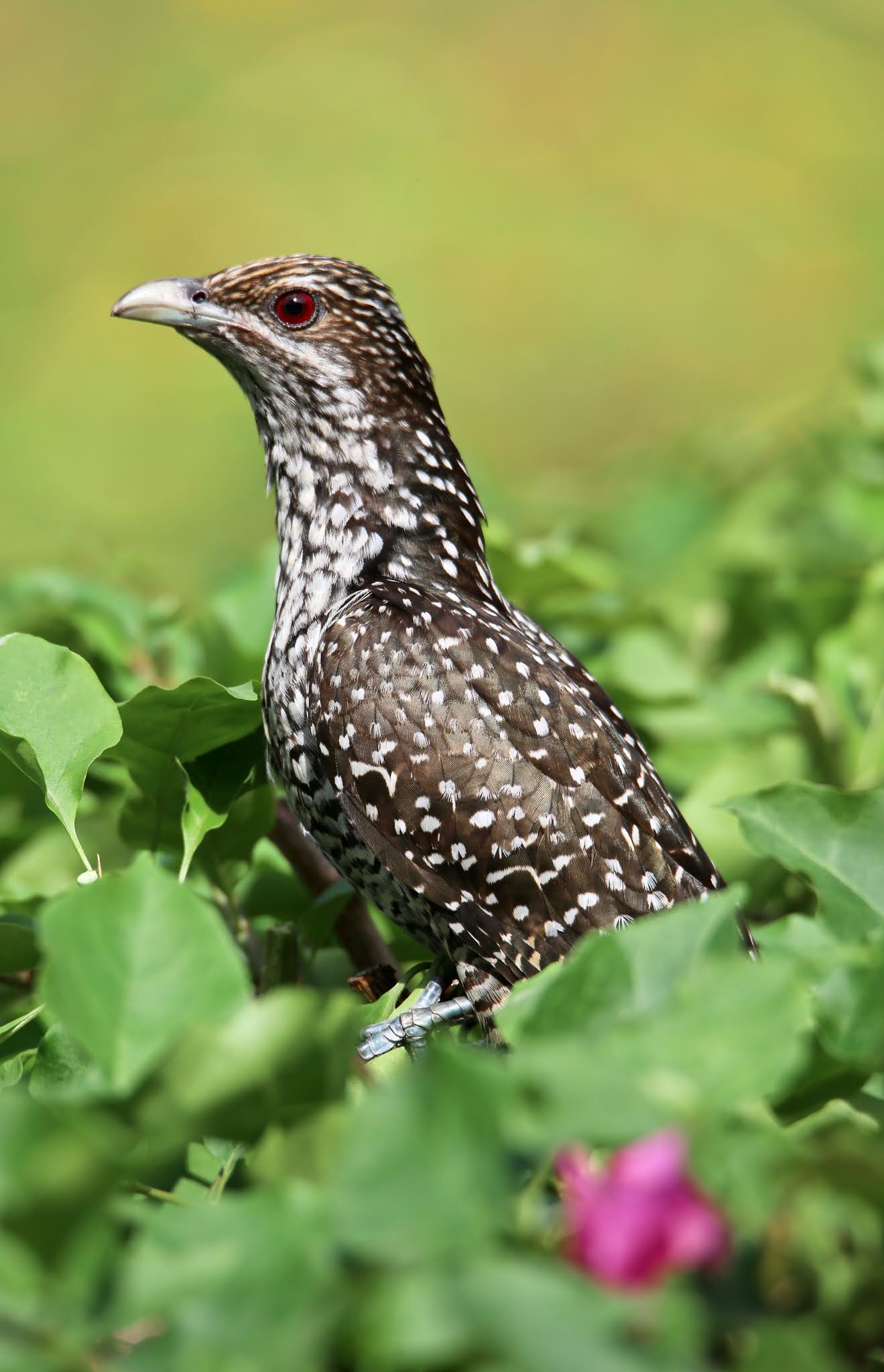 Asian Koel, Cuckoo bird large high resolution free, Urban Wildlife Photography