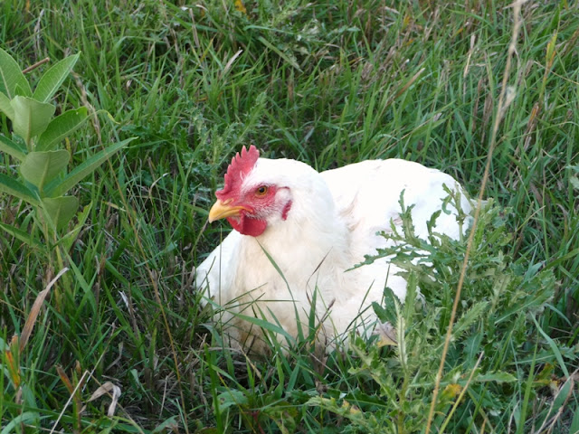 Broiler chick day 54