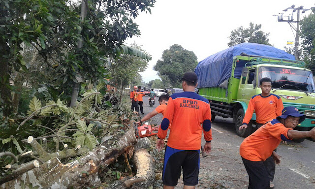 Pohon tumbang setelah angin menerjang