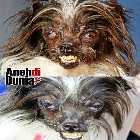  Gambar  Pemenang Anjing Terjelek Di Dunia Berita Aneh  