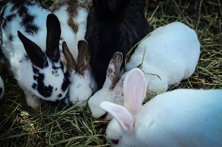 http://theelliotthomestead.com/2015/05/raising-rabbits-for-meat/