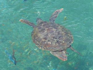 Tortues marines de la Réunion