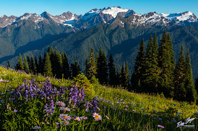 Mount Olympus above flower meadows on High Divide, Olympic National Park, Washington, USA.