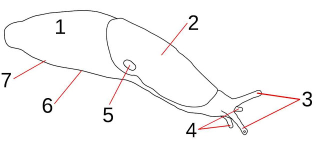 Esquema anatómico de una babosa, partes en las que se divide el cuerpo